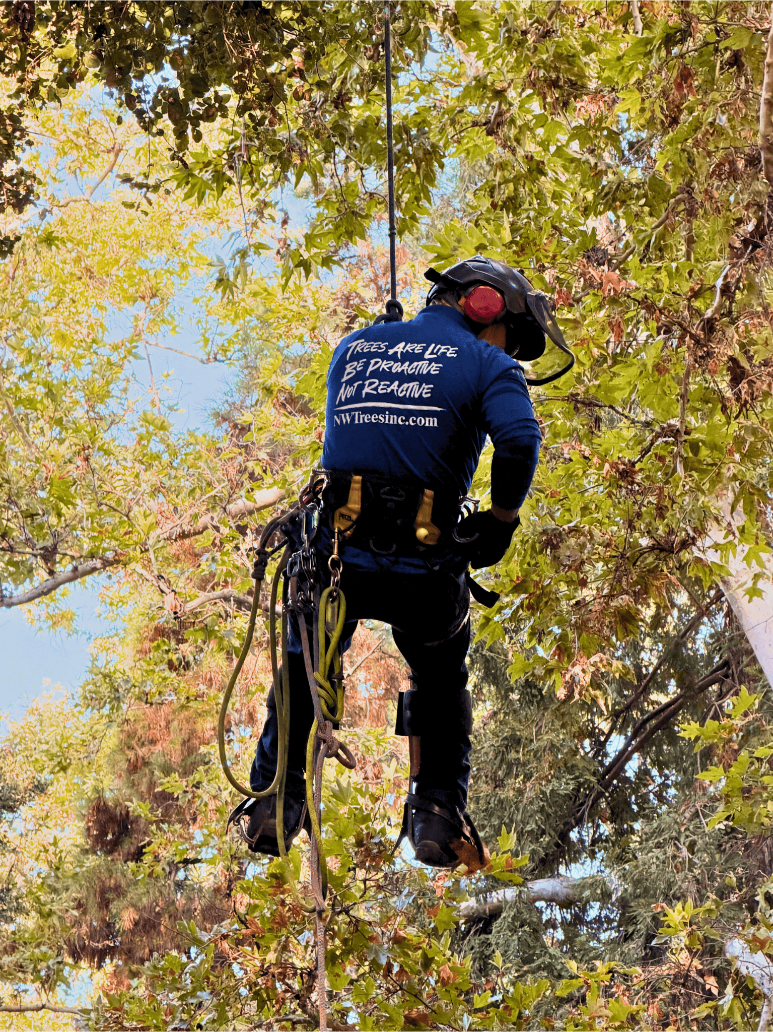 Natural Wonders Trees professional arborist team