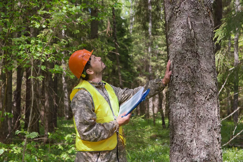 Tree Health and Disease Diagnosis