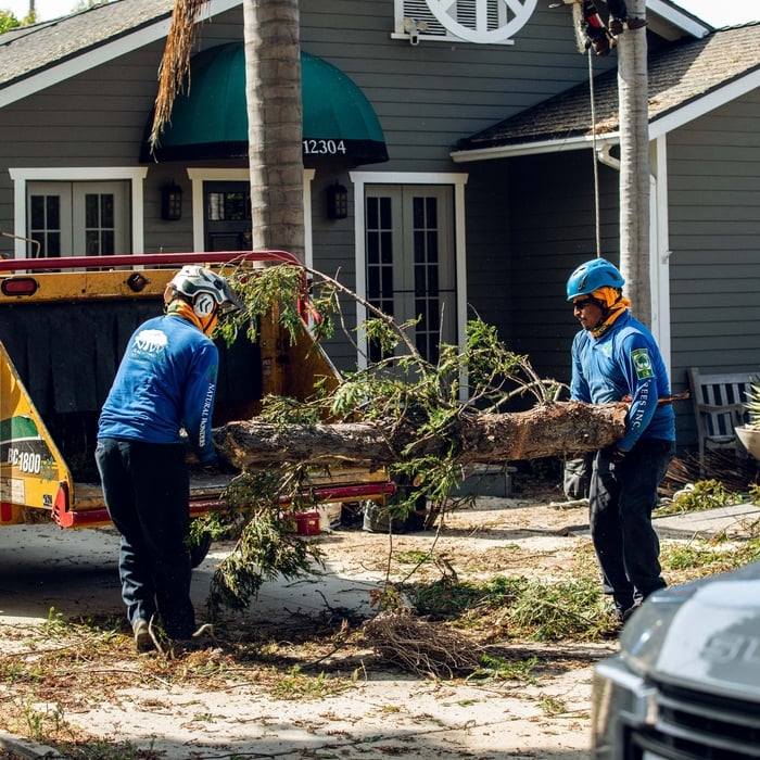 Tree Services in Woodland Hills