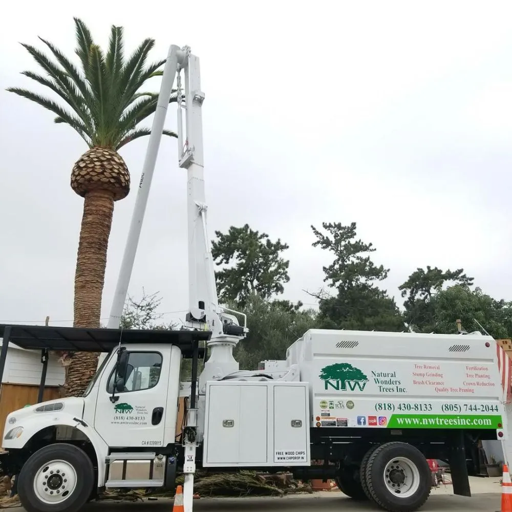 Palm Tree Trimming Service — Natural Wonders Trees Palm Tree Trimming