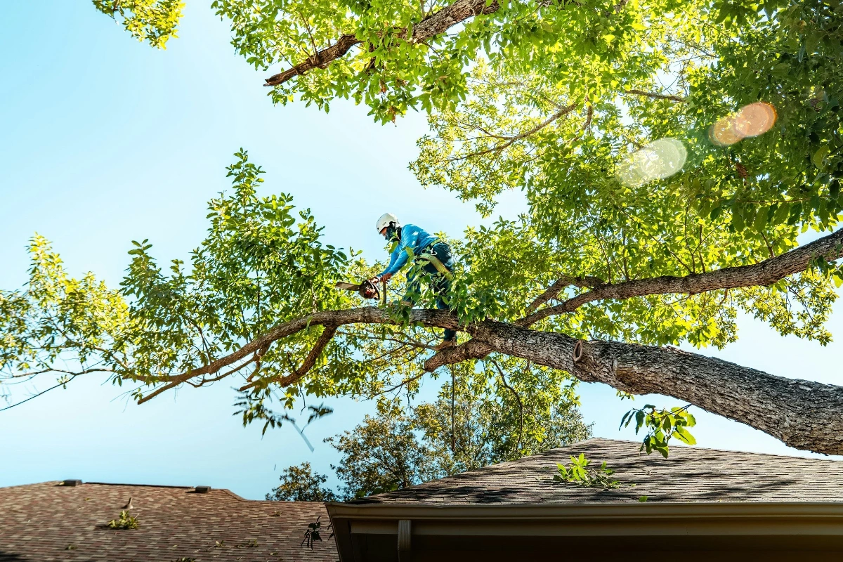 Professional tree care services in Simi Valley
