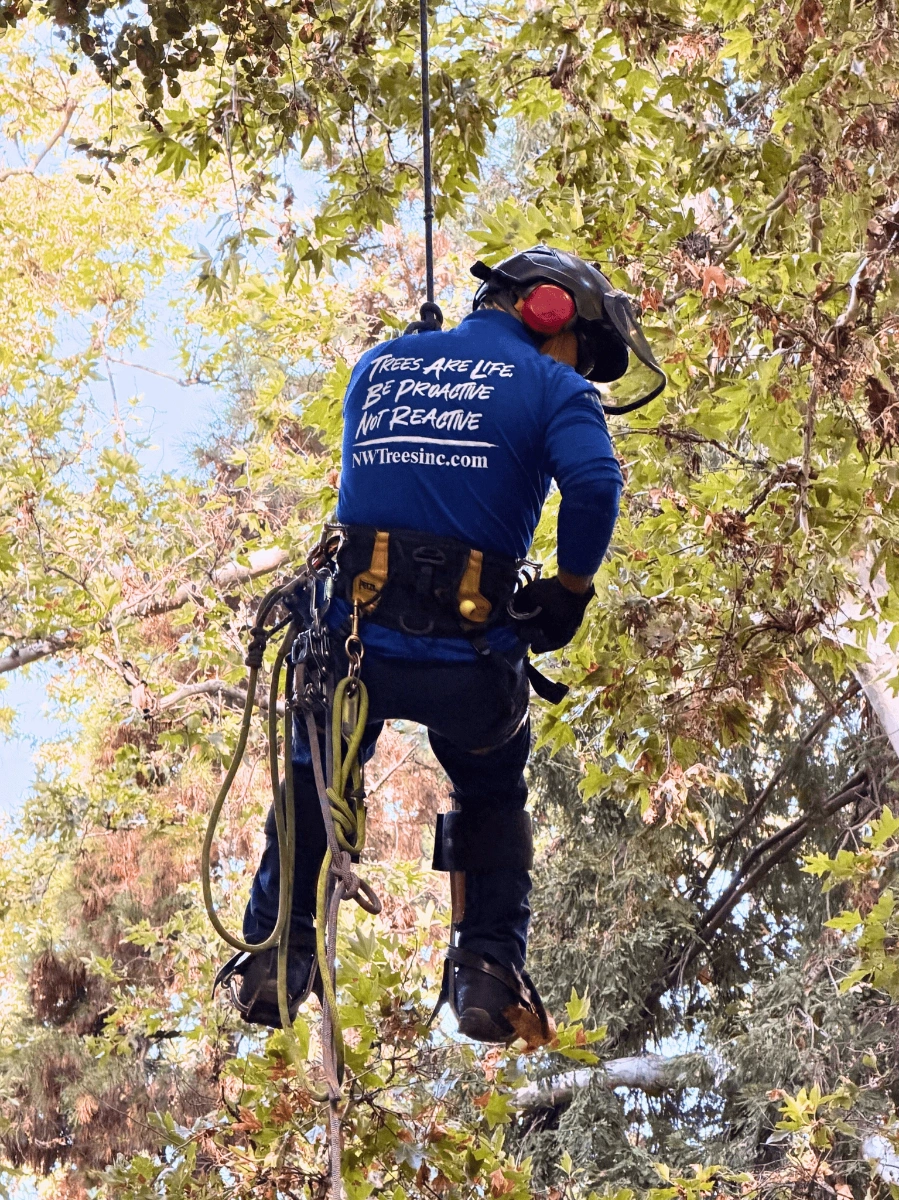 Natural Wonders Trees professional arborist team