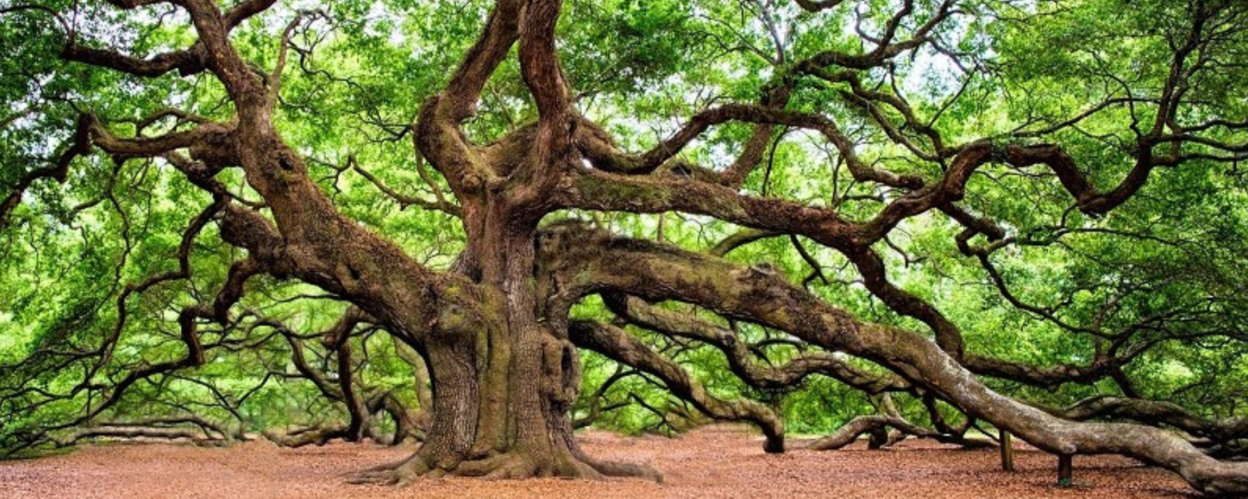 Professional tree care services in Simi Valley