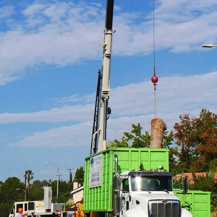 Tree Services in Northridge