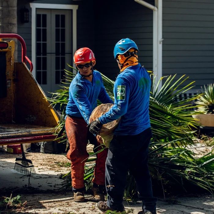 Arborist Consultation