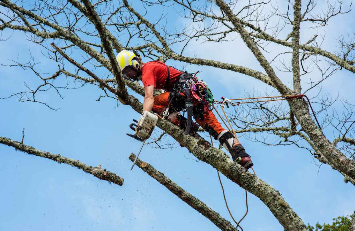 Professional Tree Services in Ventura County