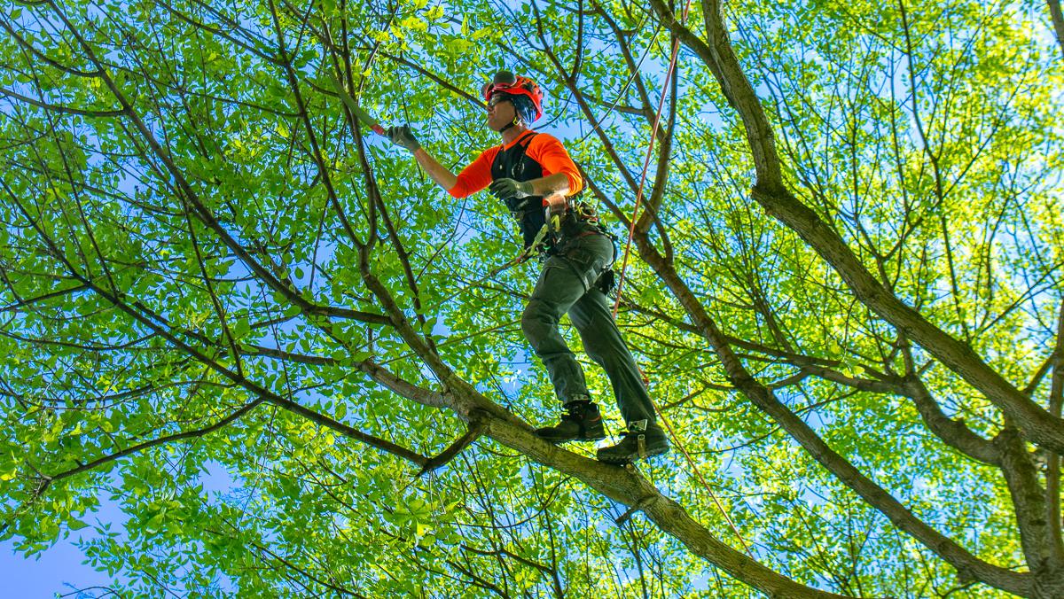 Professional tree care services in Simi Valley