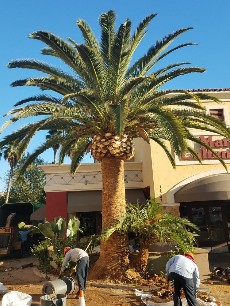 Palm Tree Trimming