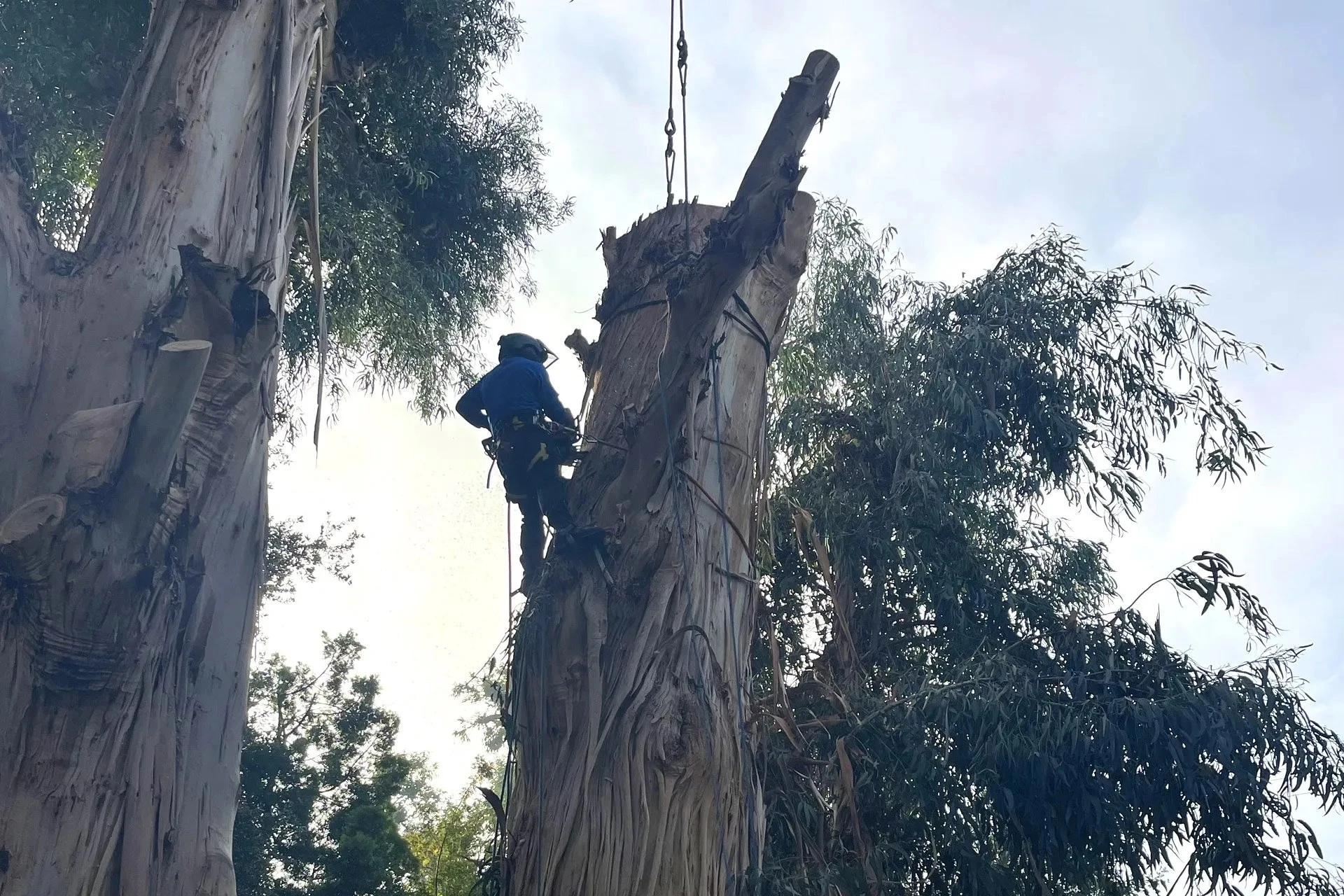 Tree Removal