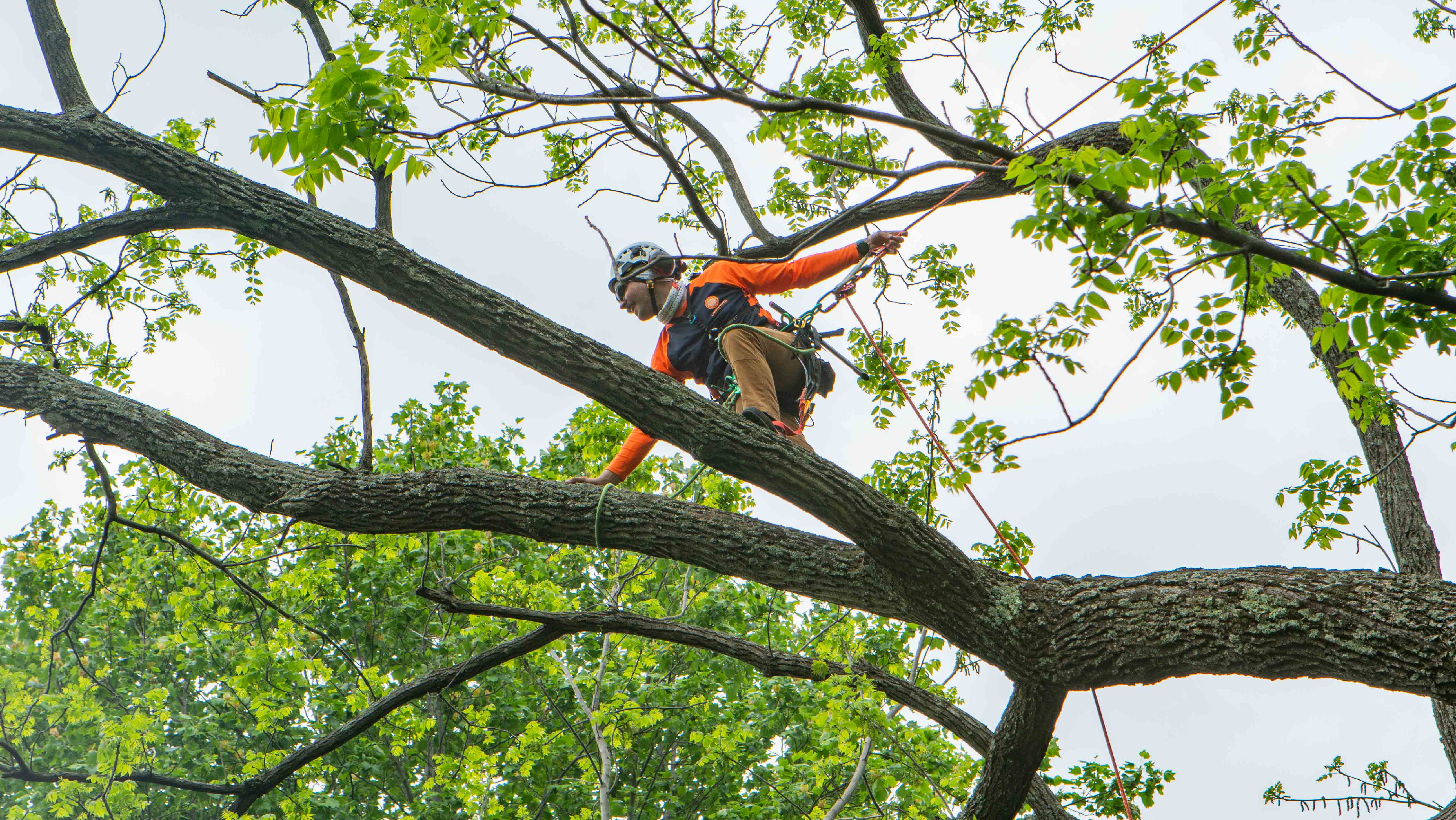 Professional tree care services