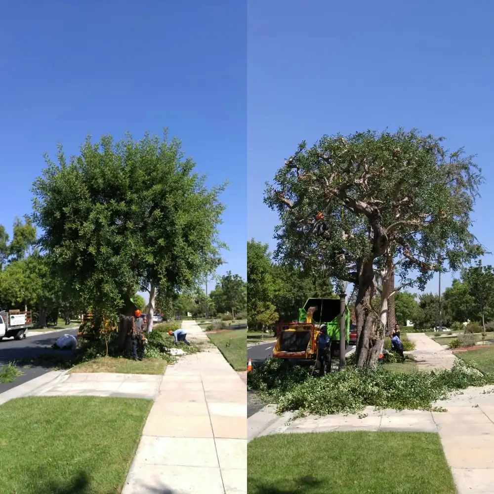 Tree Trimming & Pruning — Natural Wonders Trees, Simi Valley Tree Trimming & Pruning