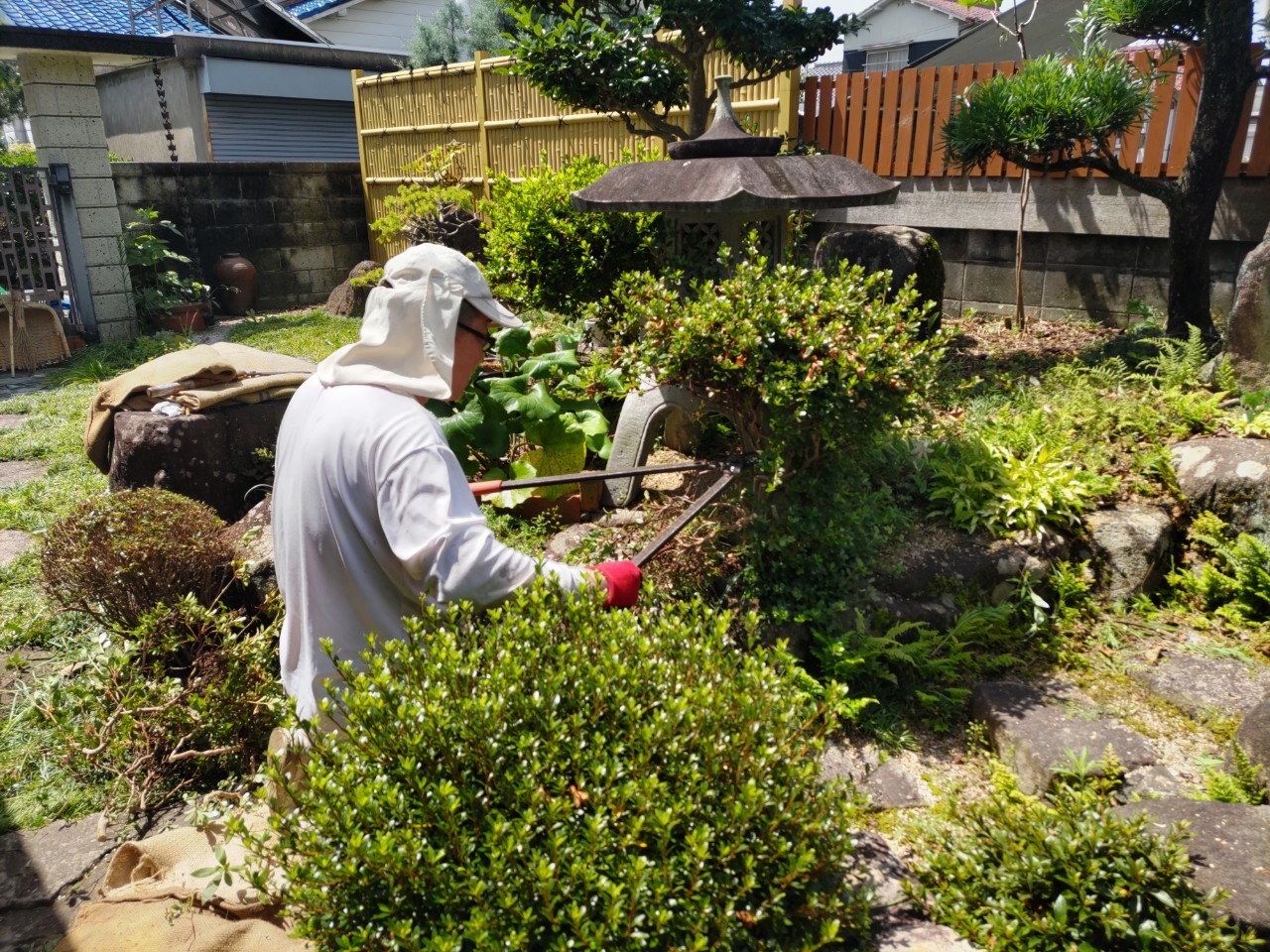 Tree Pruning & Removal