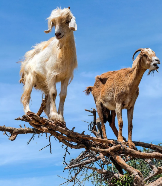 The Argan Forest - Enjoy Essaouira The Argan Forest